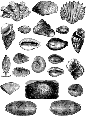 sea-shells-shells-vintage-line-art-4958894