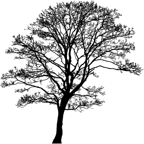 tree-landscape-silhouette-plant-5130683