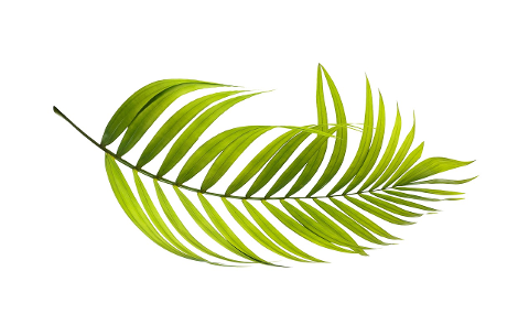 palm-leaf-green-botany-tropical-4211167