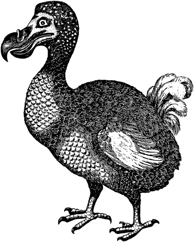 dodo-bird-line-art-animal-extinct-5207985