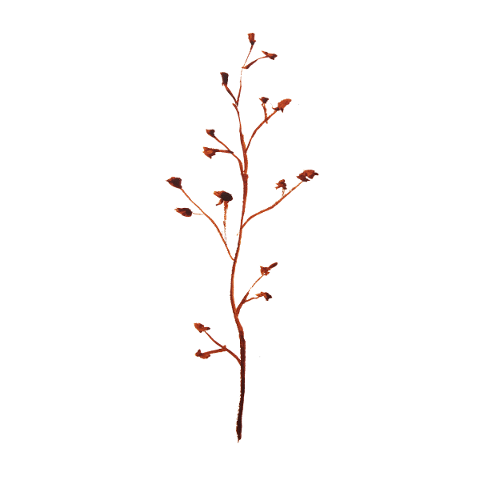 leaves-branch-watercolor-flowers-5835600