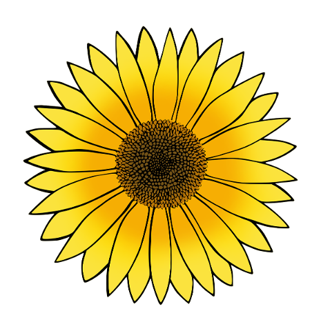 sunflower-flower-isolated-summer-5469874