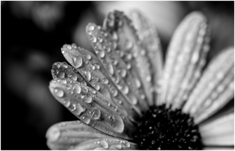black-and-white-flower-isolated-5218000