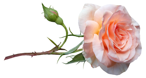 flower-apricot-rose-stem-bud-4806765