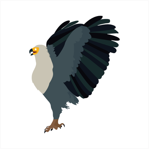 bird-eagle-wing-animal-predators-5012380