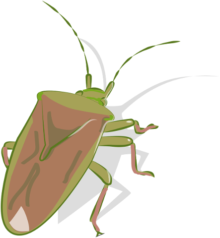 bug-stink-bug-insect-pentatomidae-5796648