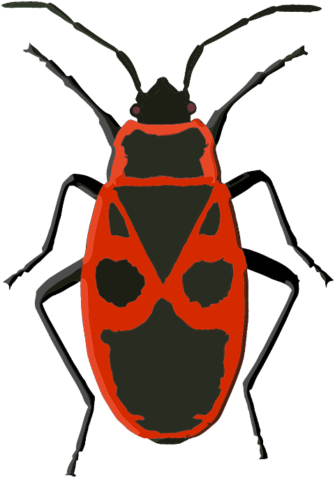 firebug-bug-insect-beetle-red-7364437