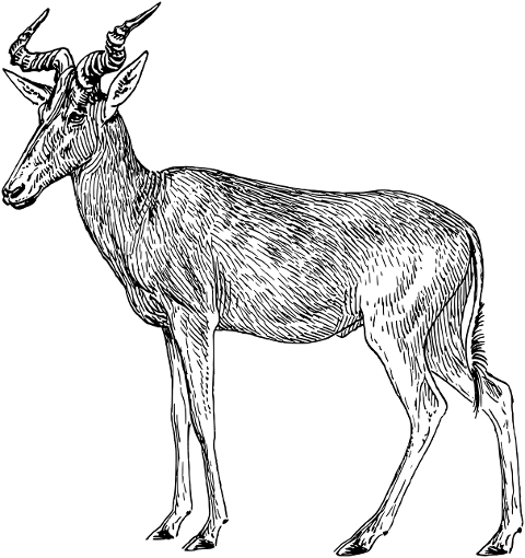 antelope-animal-hartebeest-line-art-8034428