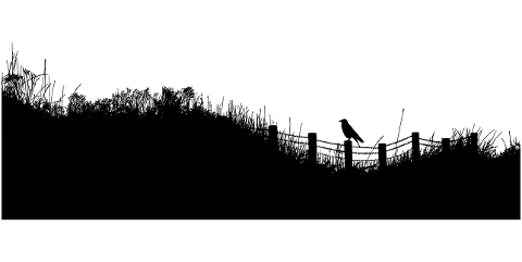 fence-crow-silhouette-landscape-7617059