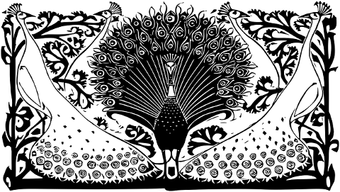 peacocks-animals-flourish-7492269