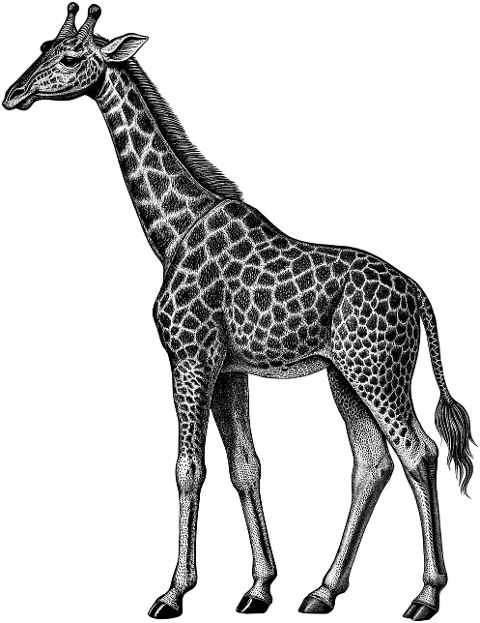 ai-generated-giraffe-animal-9645508