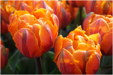 tulips-flowers-orange-spring-6066037