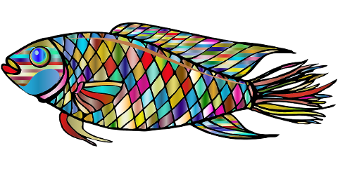 fish-animal-colorful-scales-6127483