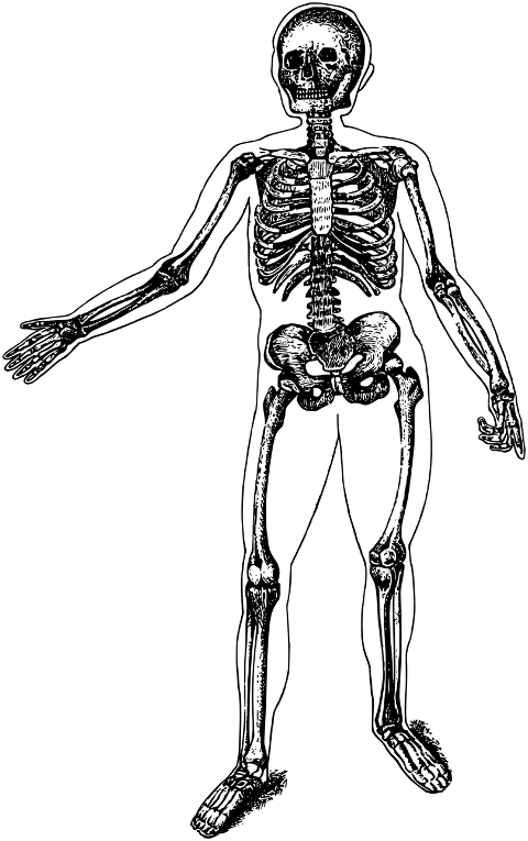 skeletal-system-bones-skeleton-8111191