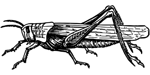 grasshopper-insect-bug-line-art-7509857