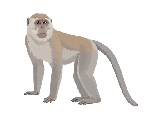 macaque-monkey-primate-long-tail-10465544