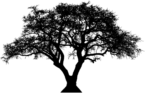 tree-silhouette-branches-landscape-6785028