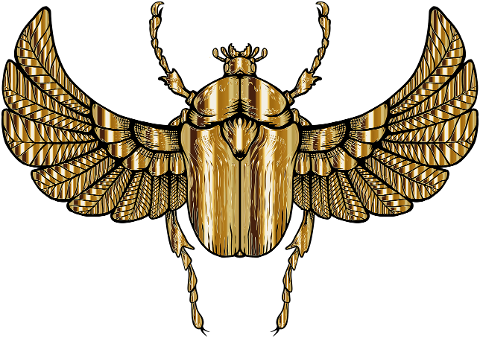 beetle-insect-animal-bug-wings-7175186