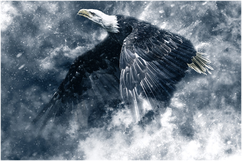 eagle-snow-wings-flight-6239046