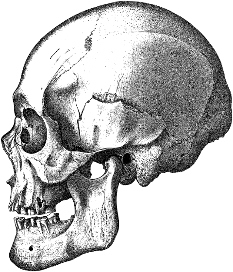 skull-head-cranium-bones-skeleton-8135211
