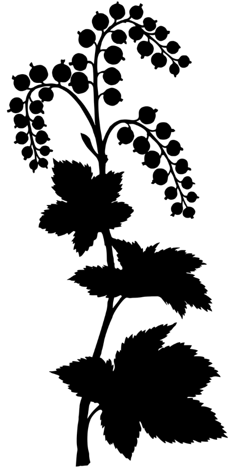 plant-leaves-silhouette-flora-7330321