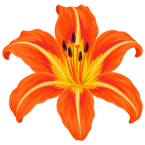orange-lily-flower-six-petals-10481051