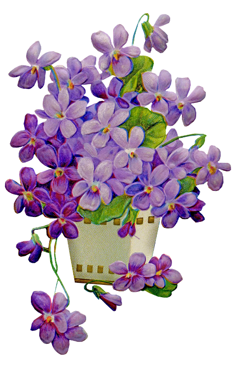 flowers-petals-pot-flower-pot-5973940
