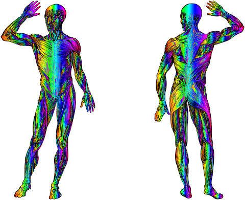 man-body-human-muscles-biology-7337107