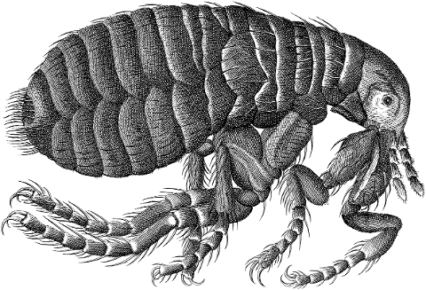 flea-louse-insect-line-art-animal-7369367