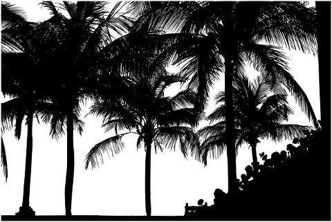 palm-trees-tropical-silhouette-7378284