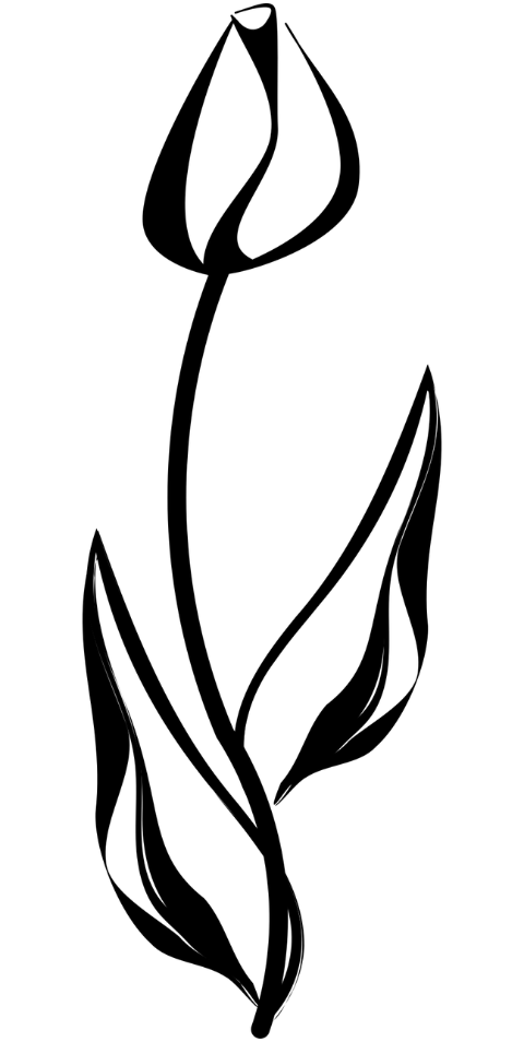 tulip-flower-plant-black-tulip-8569850