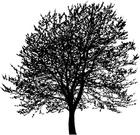 tree-branches-silhouette-trunk-6277665