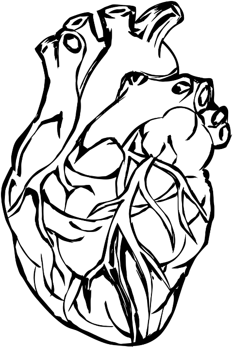 heart-organ-line-art-human-heart-7551952