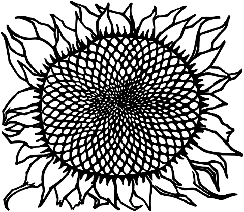 sunflower-flower-plant-line-art-7485599