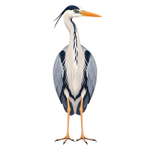 grey-heron-bird-wading-bird-10479743
