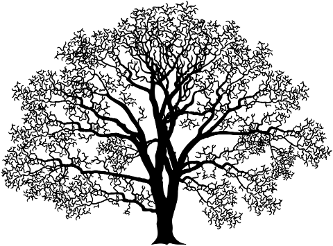 tree-silhouette-tree-silhouette-6081192