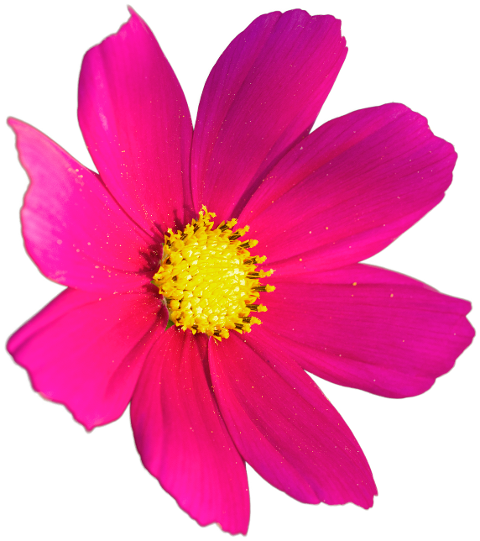 flower-pink-flower-cosmos-6774525