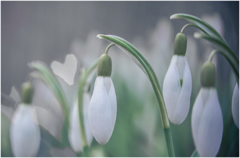 snowdrop-flowers-plant-6054731