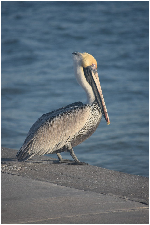 pelican-bird-animal-wildlife-beak-6044483